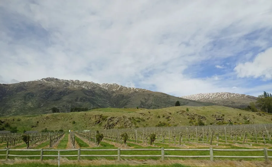 Ovce a krávy vystřídaly vinice