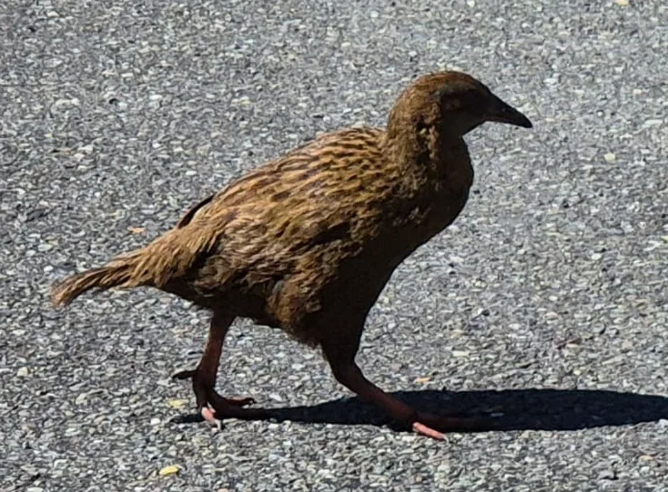 A tohle je vzácný pták, ale zapomněla jsem, jak se jmenuje