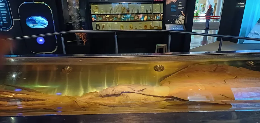 Největší ulovená oliheň na světě